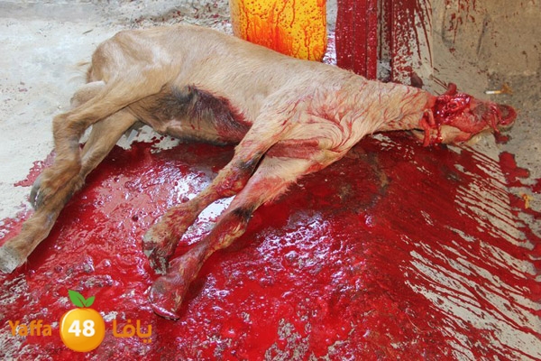 dabe7 ludj31 (77).JPG